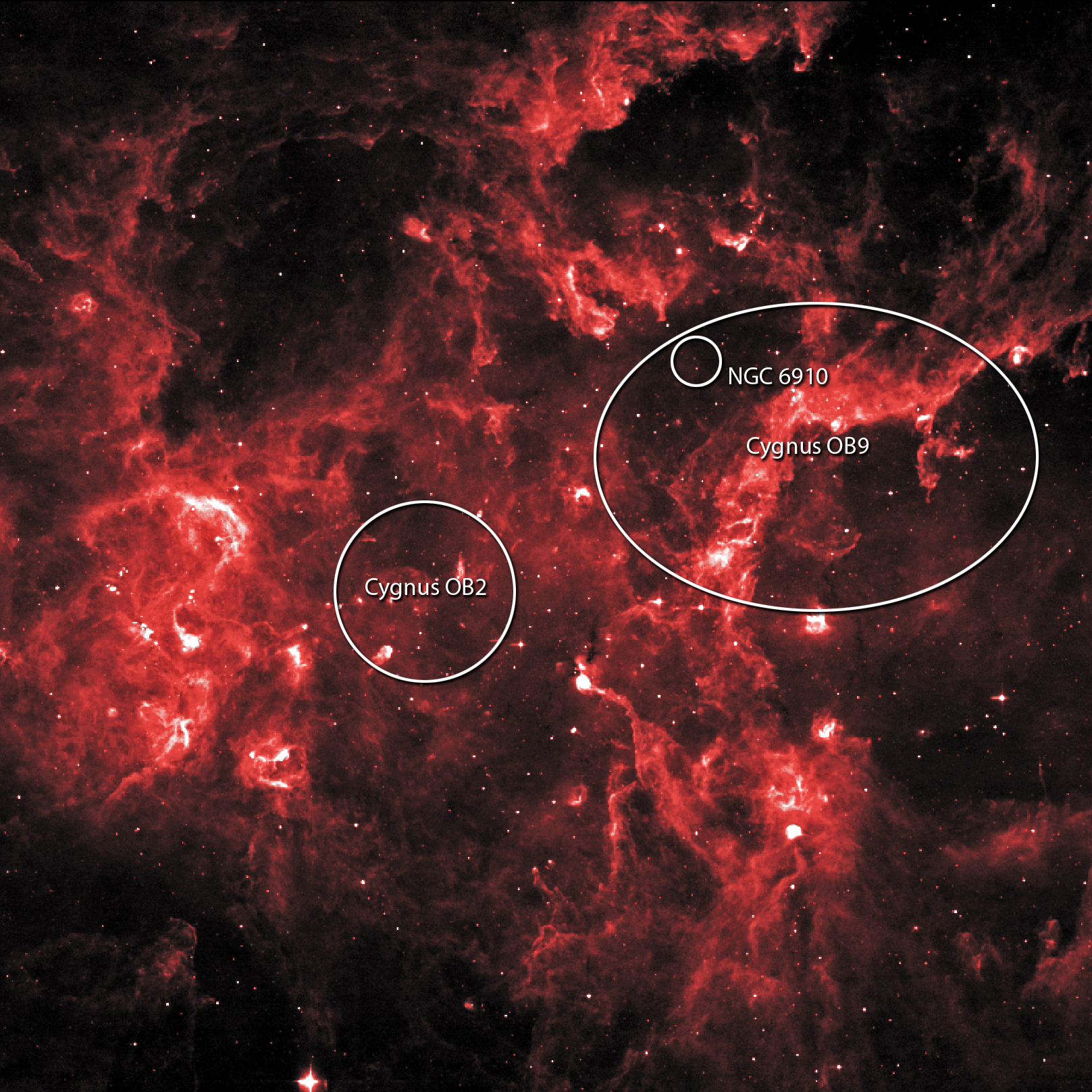 Cygnus nebula